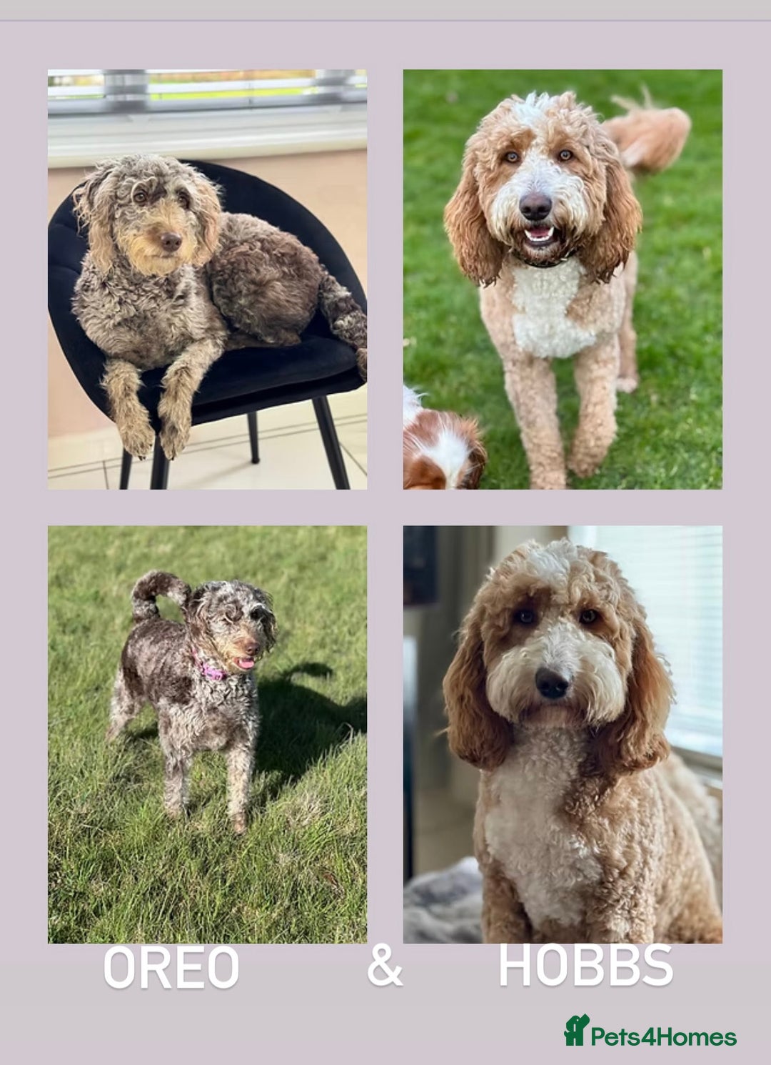 Australian Labradoodle dogs for sale: *waiting list* Australian labradoodles - Image 1