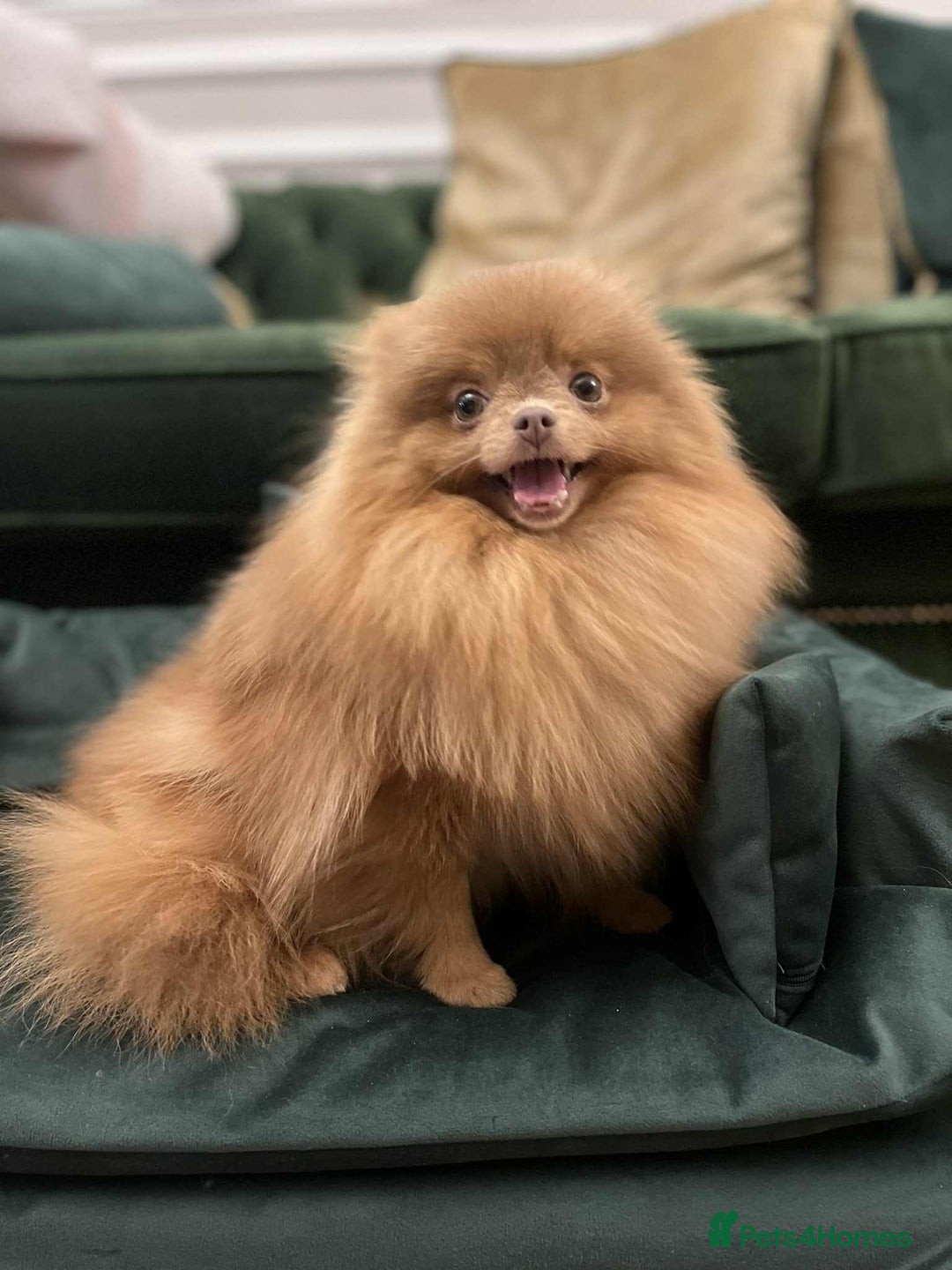 Pomeranian dogs for sale: Beautiful Chocolate Sable Girl Kc - Advert 2