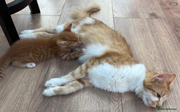 Mixed Breed cats for sale:  Two Adorable Kittens Looking for a Loving Home  - Image 9