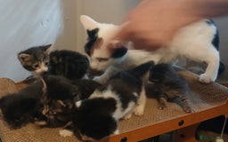 Mixed Breed cats for sale: Mixed colour kittens  - Image 5
