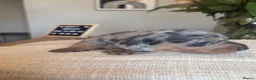 Miniature Dachshund dogs for sale: 4 Beautiful KC Reg Miniature Dachshunds - Advert 9