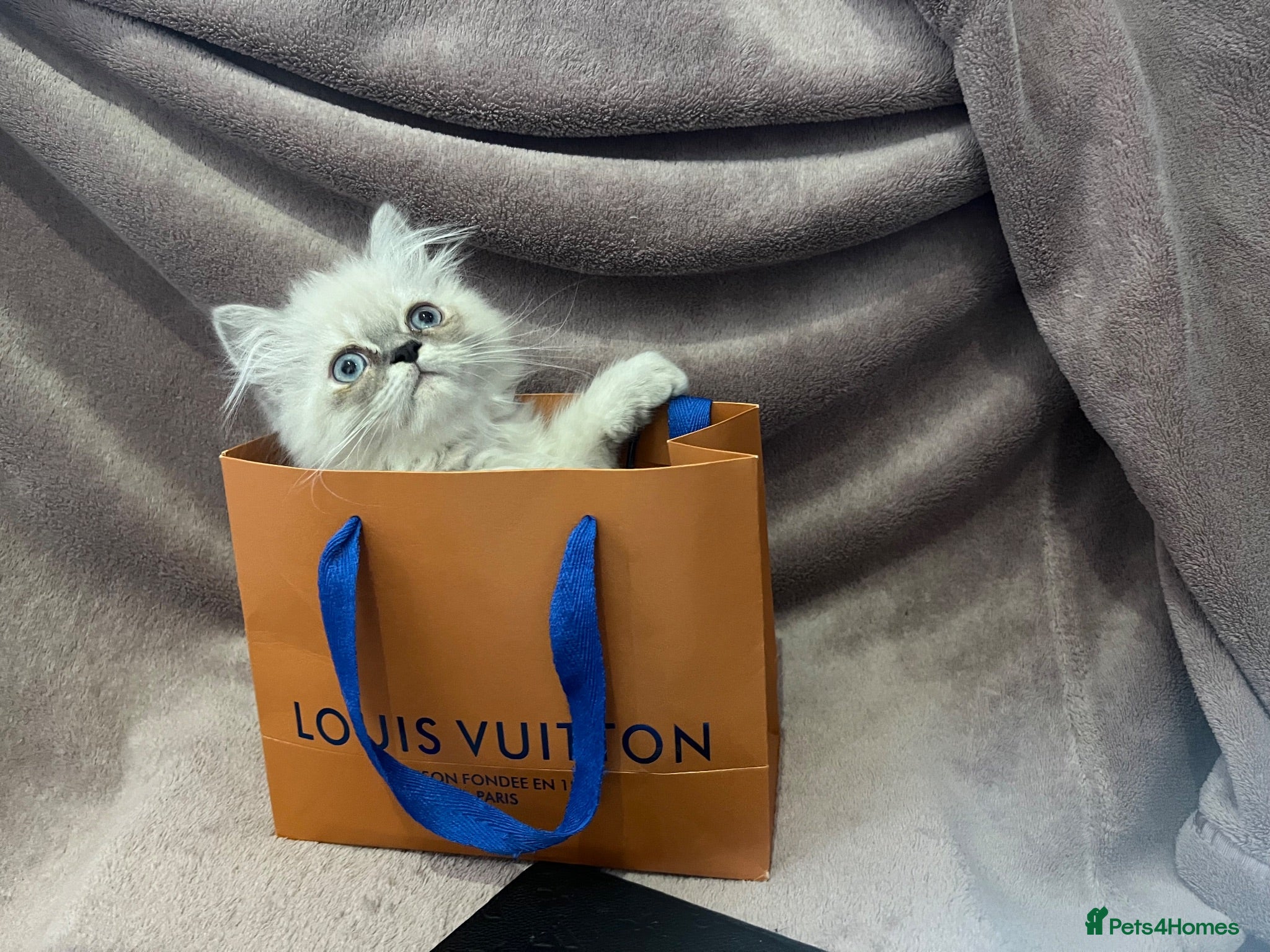 Persian cats READY NOW Fully vaccinated“Louis”, Persian kitten  - Advert 9