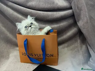 Persian cats READY NOW Fully vaccinated“Louis”, Persian kitten - Advert 9