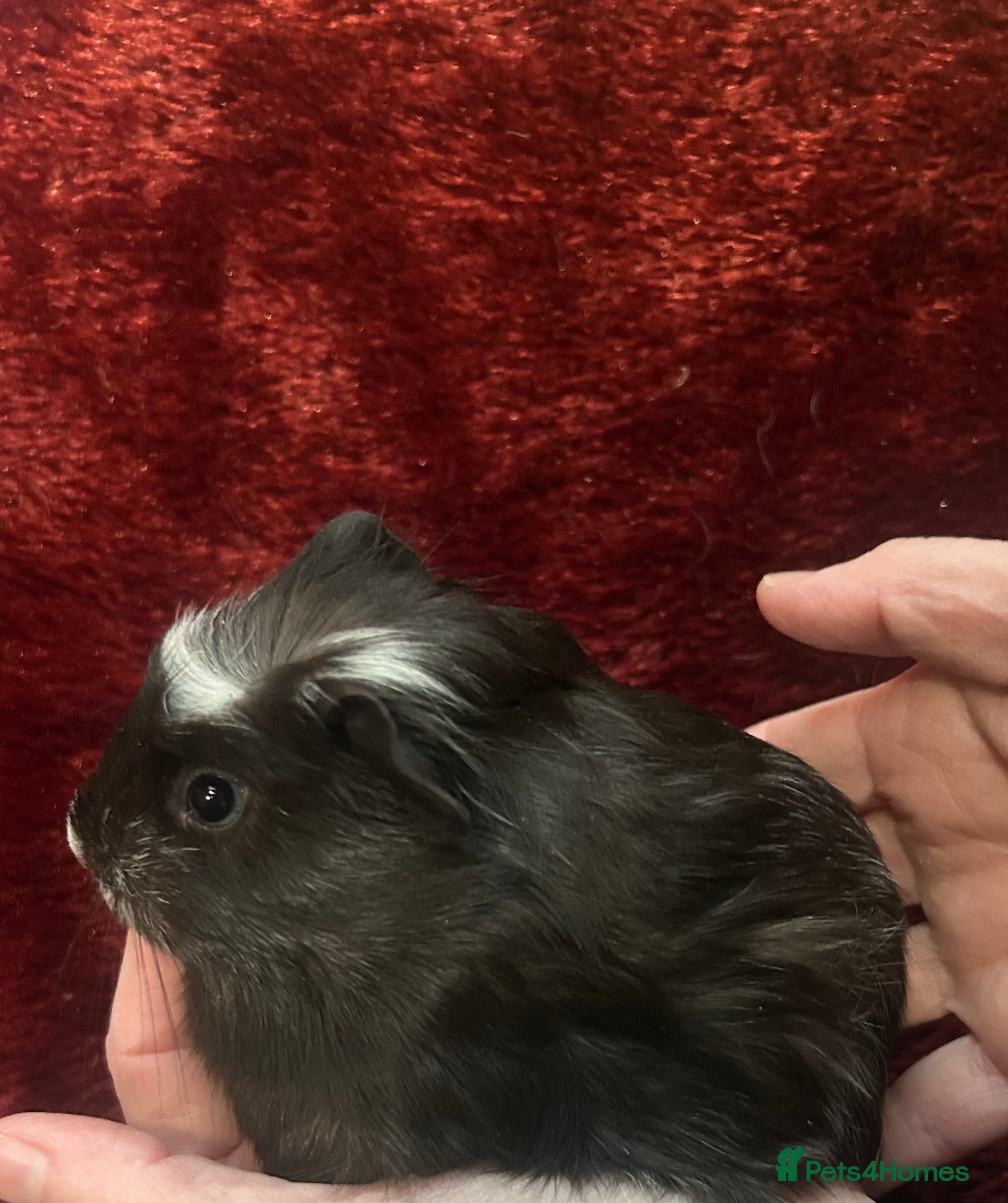 Guinea Pig rodents Baby boar crested guinea pigs  - Advert 11