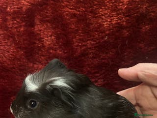 Guinea Pig rodents Baby boar crested guinea pigs - Advert 10