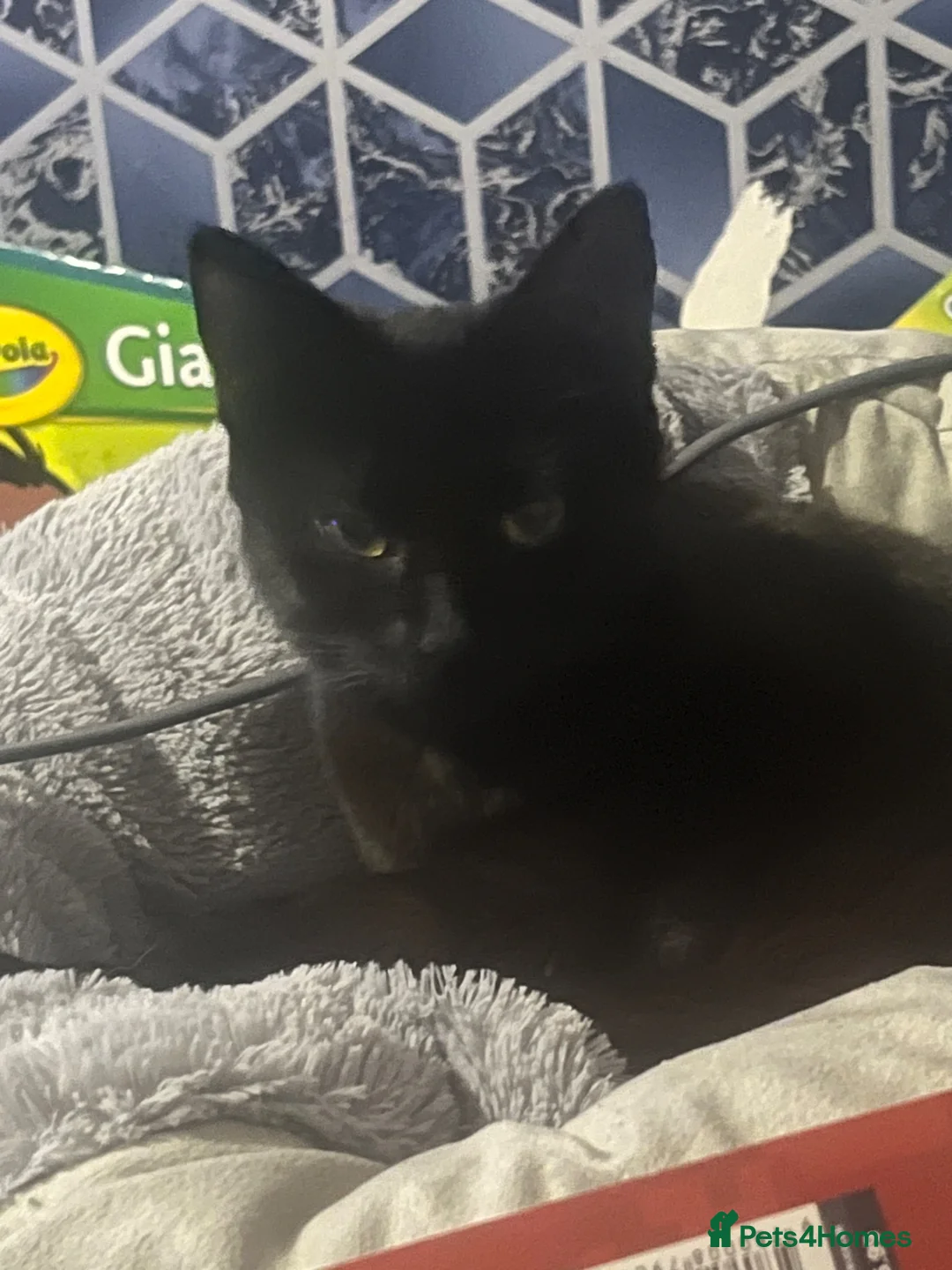 Mixed Breed cats for sale: 3 kittens for sale - Advert 1