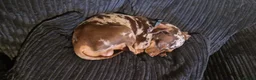 Russian Toy Terrier dogs for stud: PRAGUE RATTER boy for stud - Advert 6