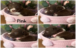 Border Collie dogs for sale: KC Reg Red + White Border Collie Puppies - Image 6