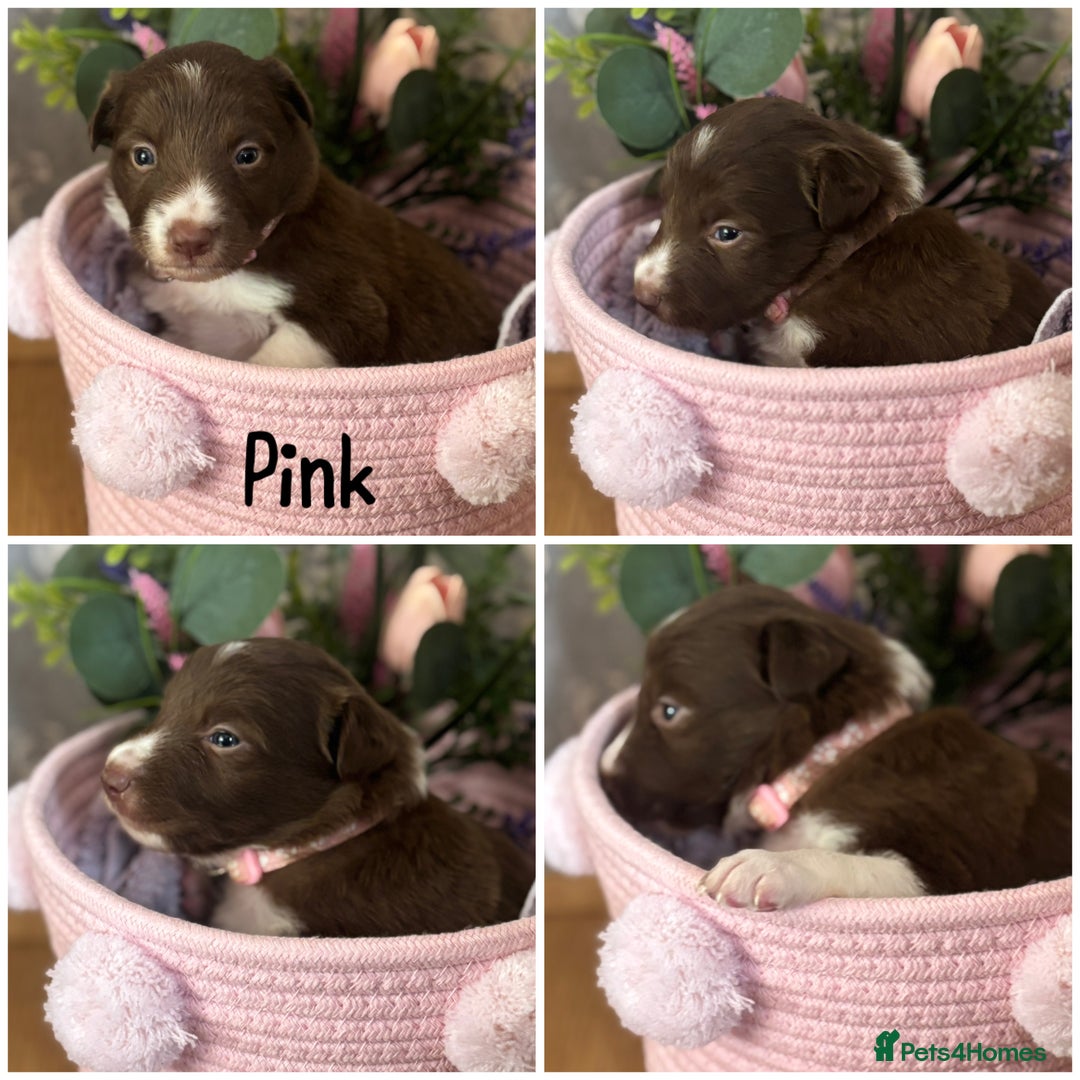 Border Collie dogs for sale: KC Reg Red + White Border Collie Puppies - Image 6