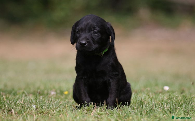 Labrador Retriever dogs - Advert 9