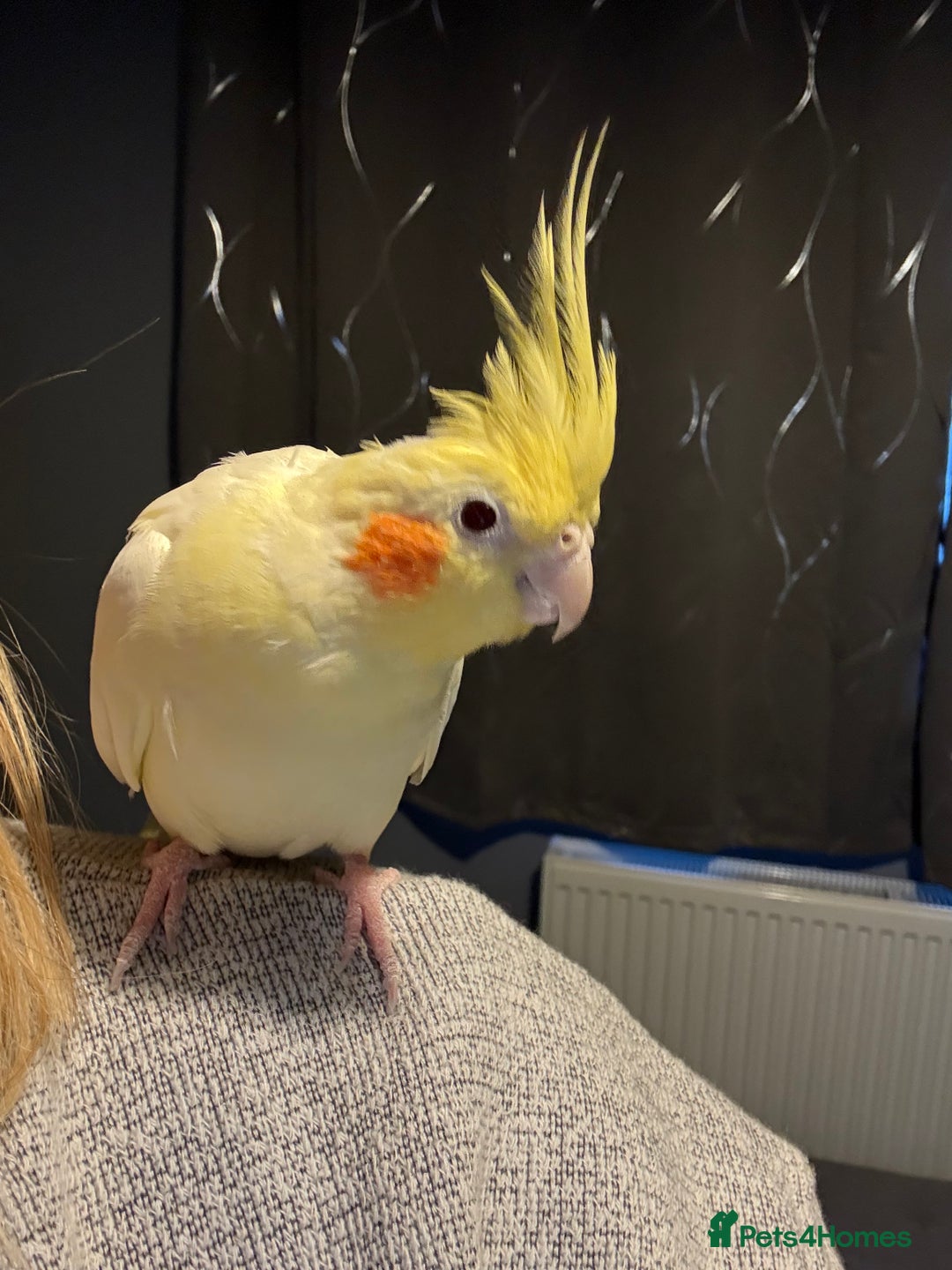 Cockatiels birds for sale: Pair of cockatiels- male and female  - Advert 2