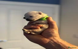West Highland Terrier dogs for sale: West Highland Terrier Puppies for Loving Homes - Image 32