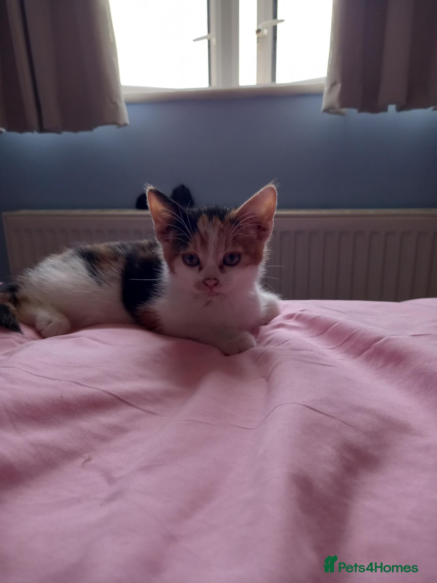 Mixed Breed cats Gorgeous girl Felix  - Advert 6