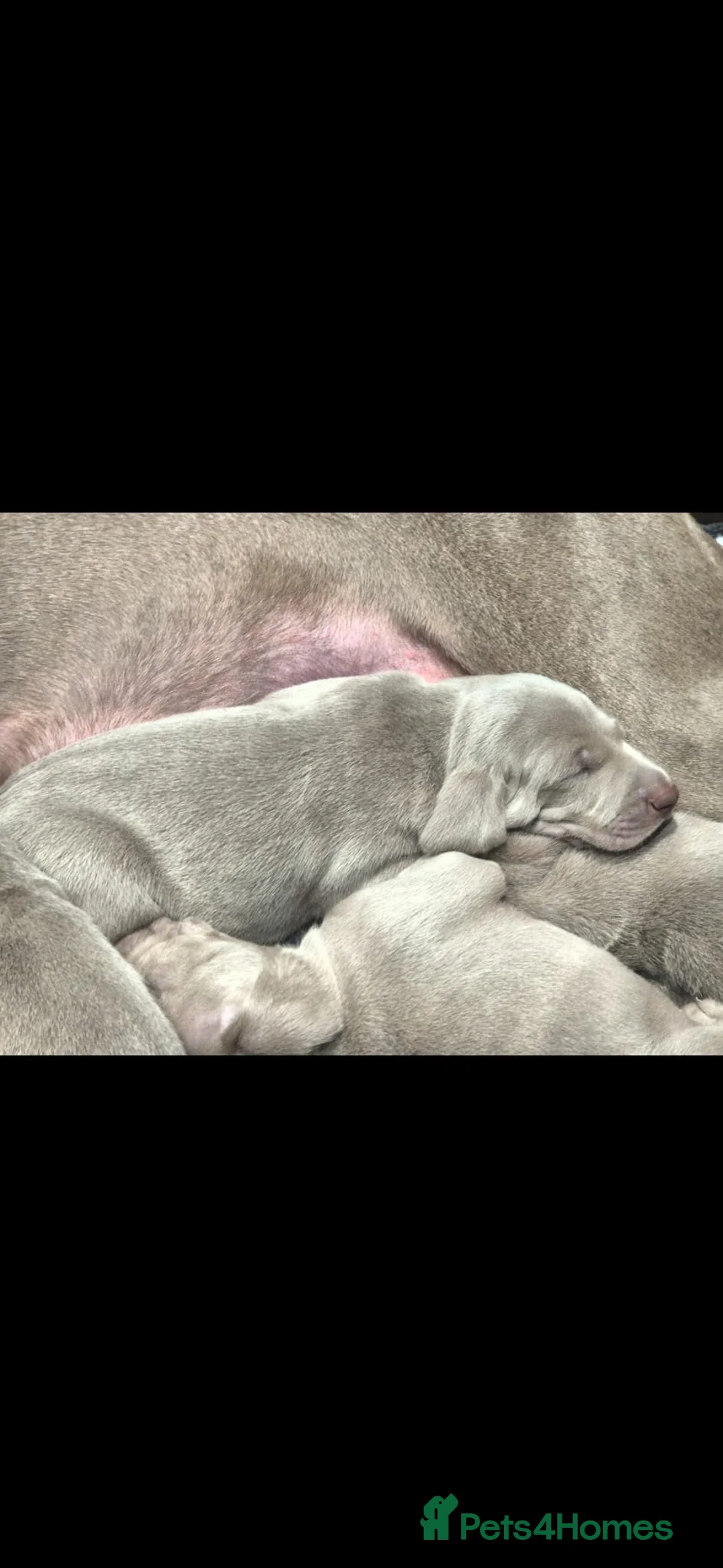 Weimaraner dogs for sale: Weimaraner KC Reg GUNALT CHAMPION BLOODLINE  - Advert 21