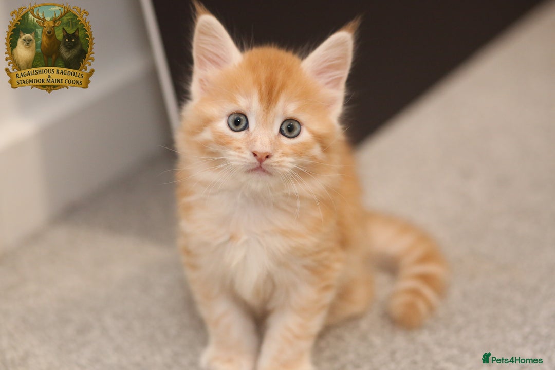 Maine Coon cats for stud: European Championship Carries Shaded GCCF & TICA - Advert 20