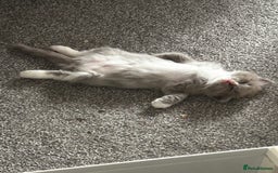 Ragdoll cats for sale: 🌟RAGDOLL KITTENS 🌟 - Image 5