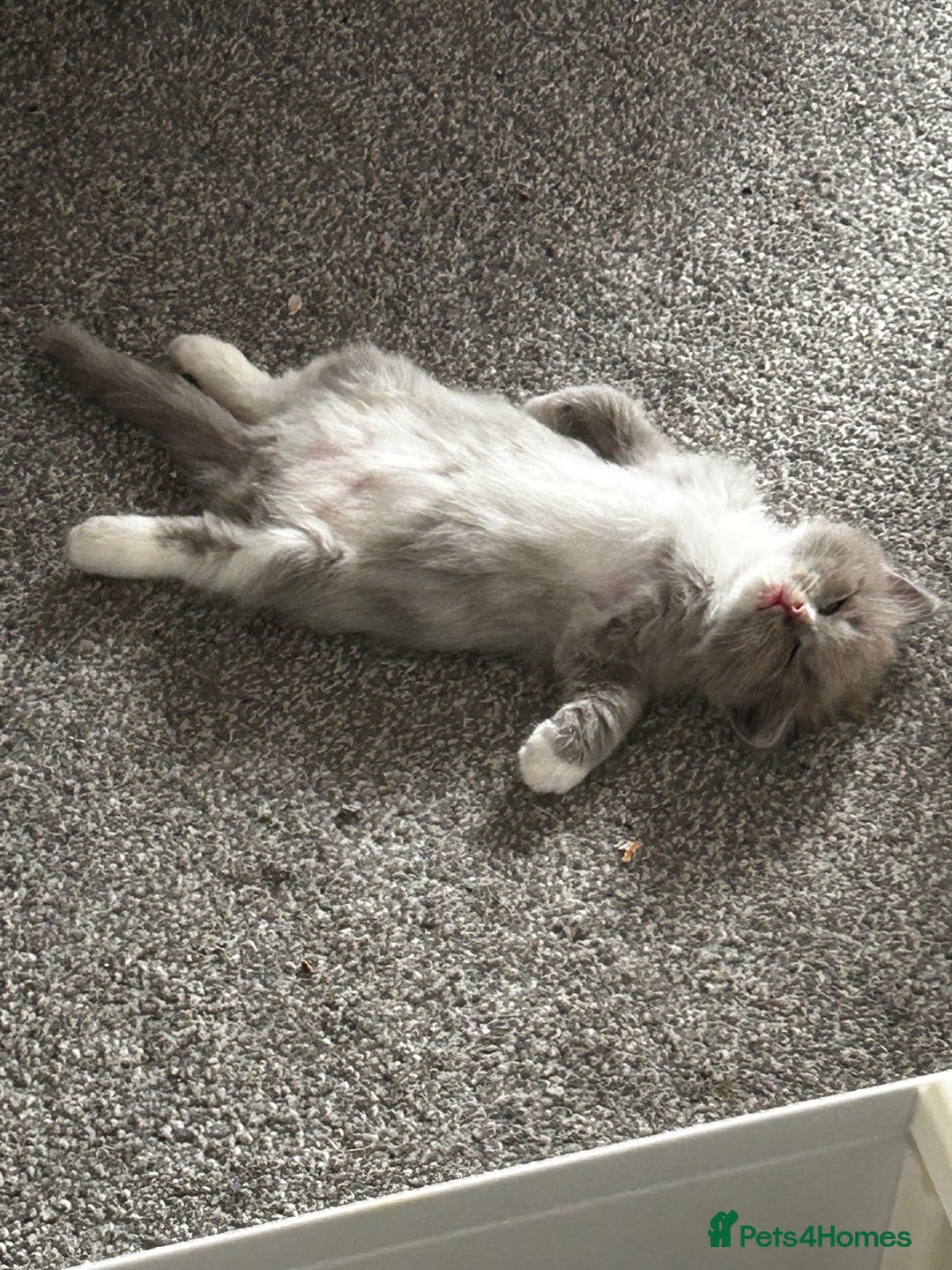 Ragdoll cats for sale: 🌟RAGDOLL KITTENS 🌟 - Image 5