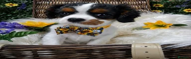 Cavalier King Charles Spaniel 1