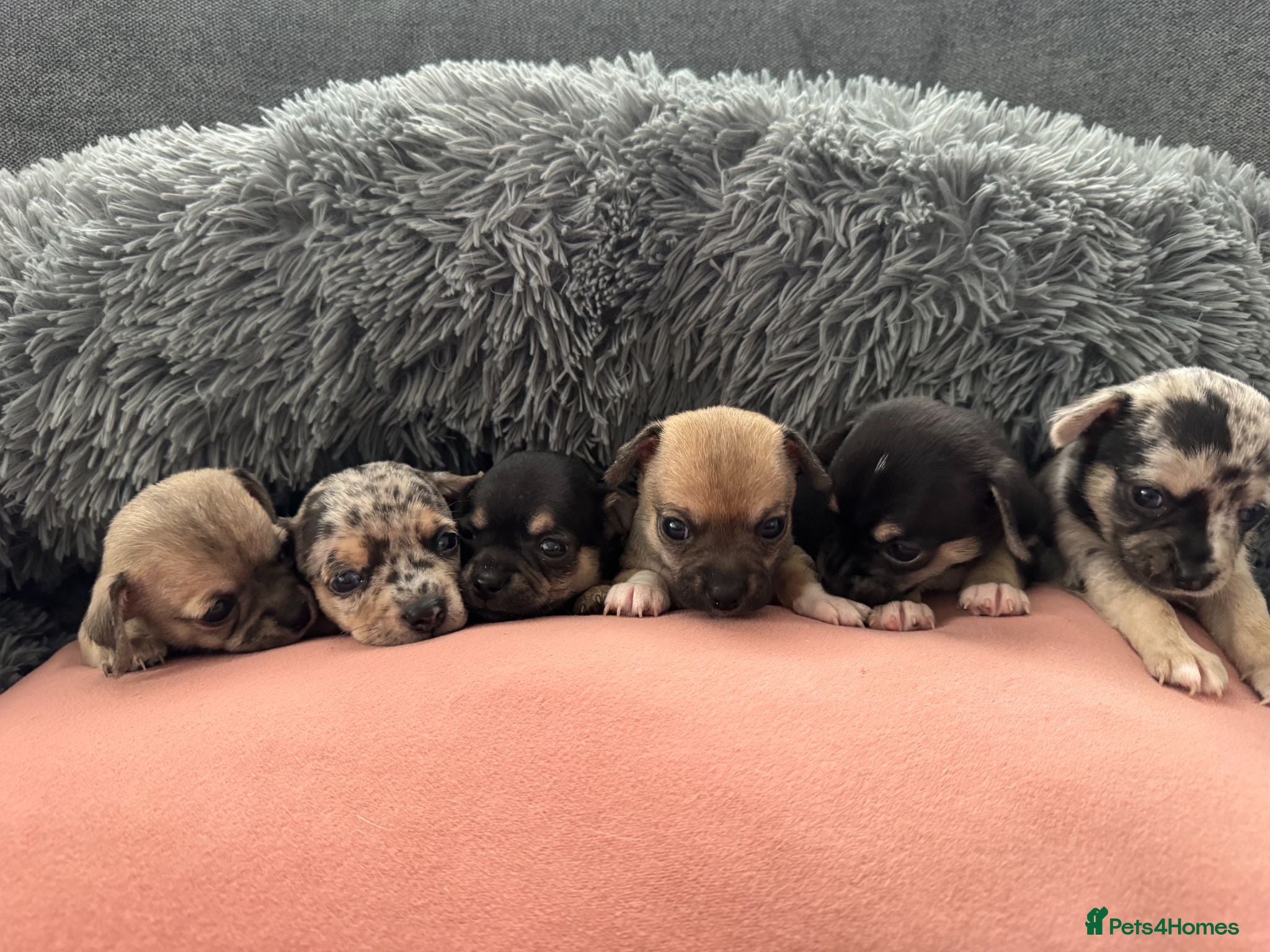 Chihuahua dogs Gorgeous Rare Pure Breed Chihuahua Puppies - Advert 1