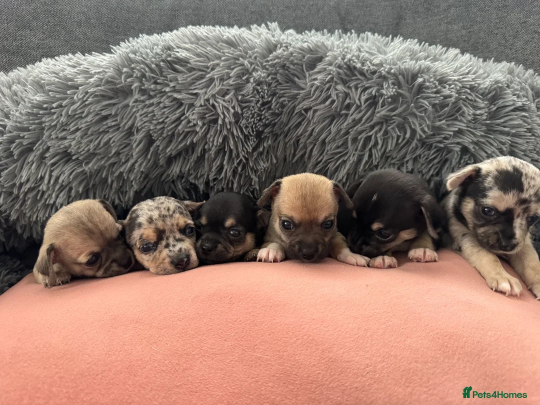 Chihuahua dogs for sale: Gorgeous Rare Pure Breed Chihuahua Puppies - Advert 1