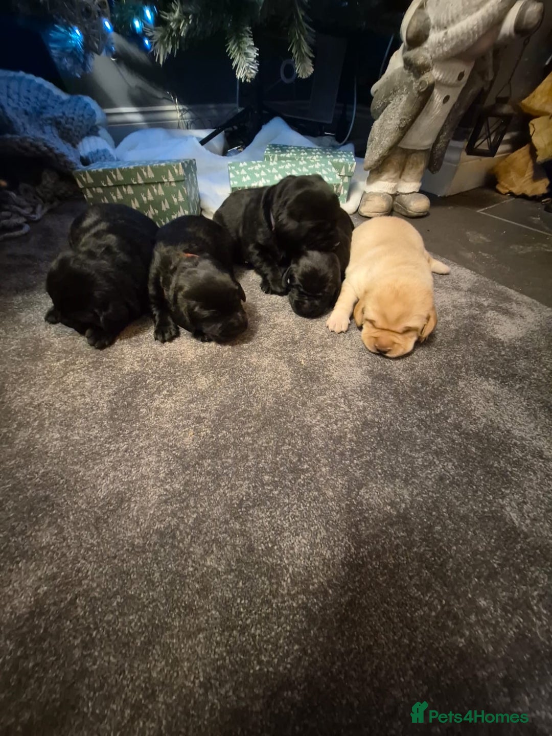 Labrador Retriever dogs for sale: Labrador puppies  - Advert 2