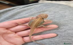 Bearded Dragon reptiles for sale: Mix of hypo trans dunner blue bar het zeros - Image 7