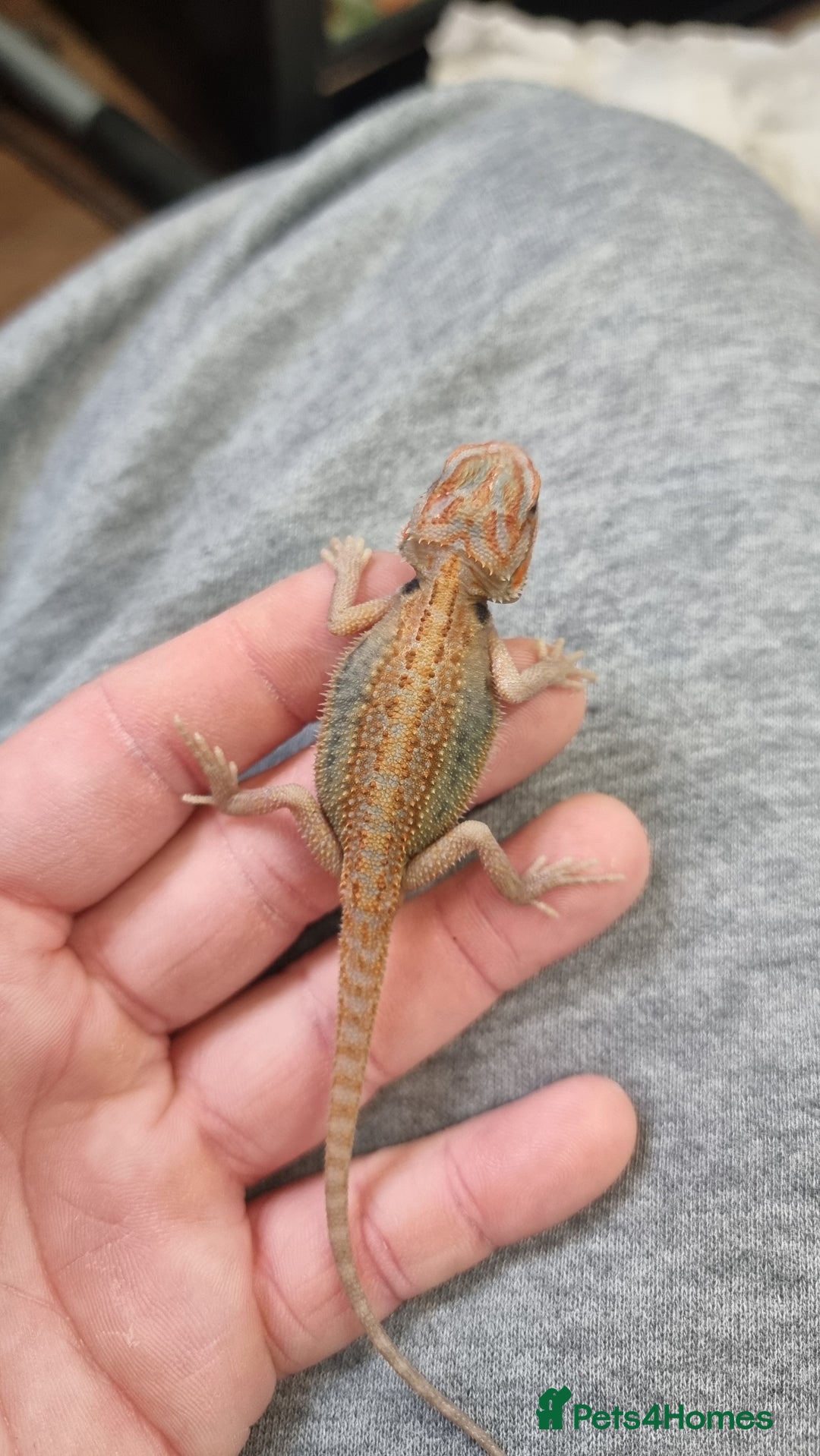 Bearded Dragon reptiles for sale: Mix of hypo trans dunner blue bar het zeros - Image 7