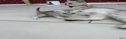 British Shorthair cats for sale:     🐾 Stunning British Shorthair Kittens  🐾  - Advert 23