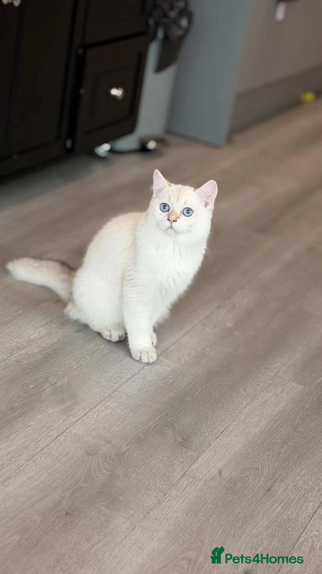 Scottish Fold cats for sale: Scottish straight male kitten  in Brentford - Advert 2