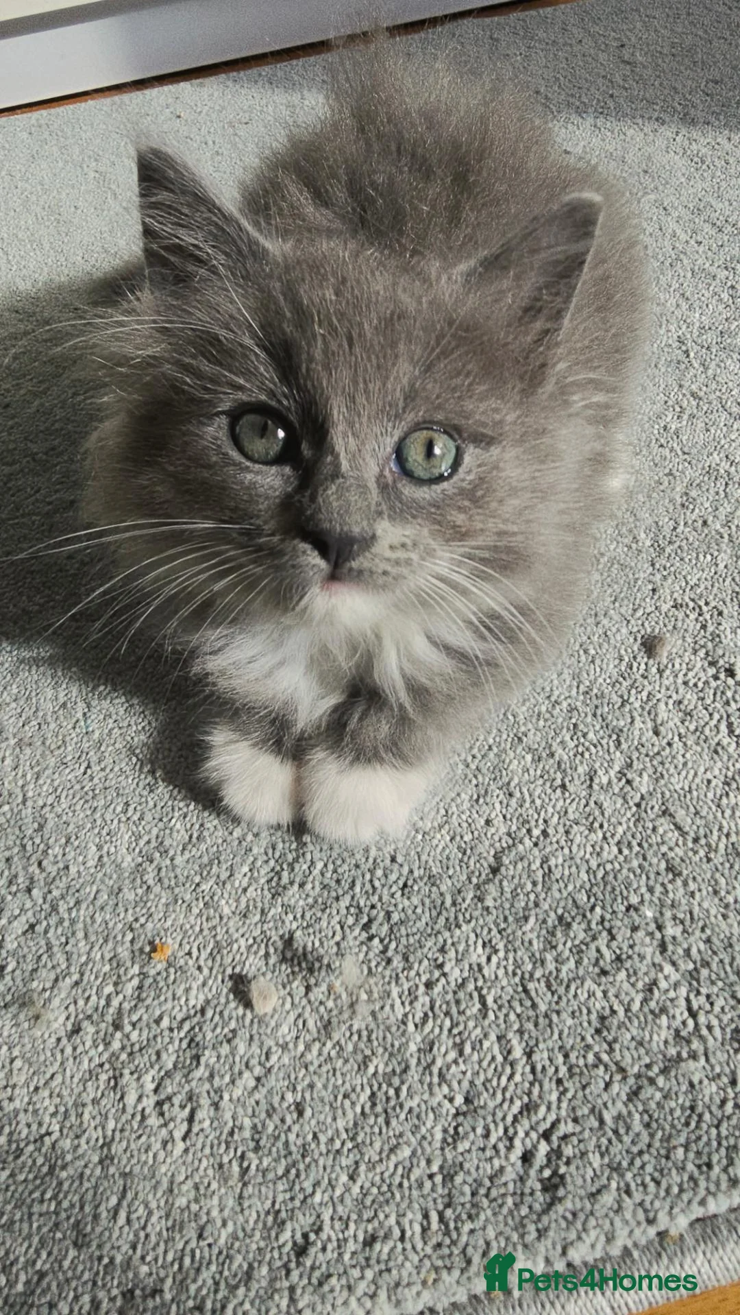 Ragcoon cats for sale: Ragdoll x Main Coon Beautiful Kittens - Advert 2
