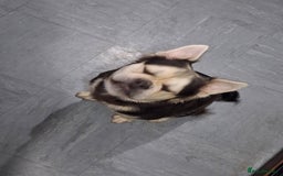 Frug dogs for sale: Puppy - Image 4