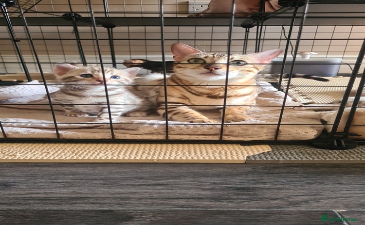 Bengal cats - Advert 5
