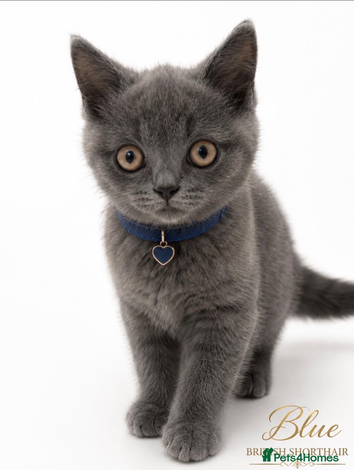 British Shorthair cats 🏆CHAMPION BLOODLINE 🏆 British shorthair  - Advert 3
