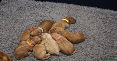 Cockapoo dogs - Advert 5