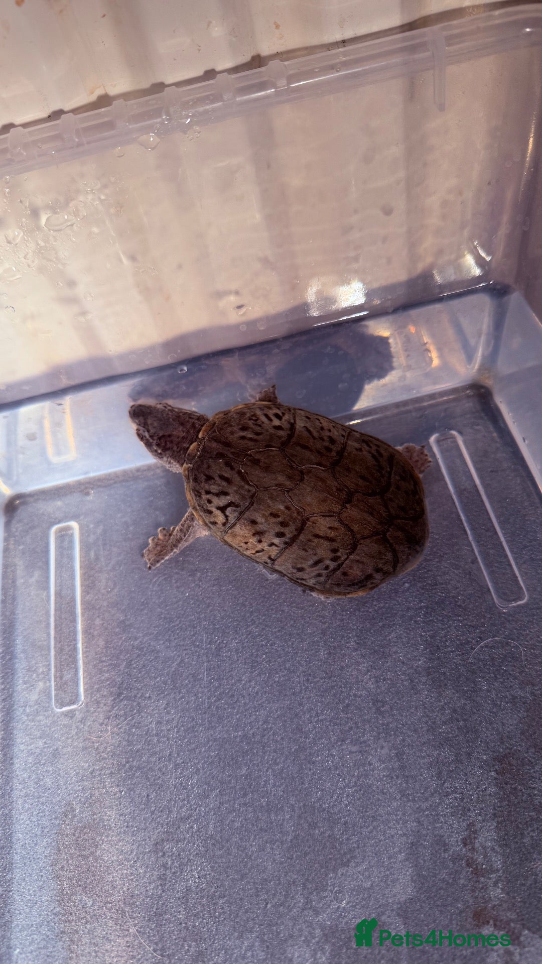 Turtle reptiles for sale: 2 male Turtles - Advert 1