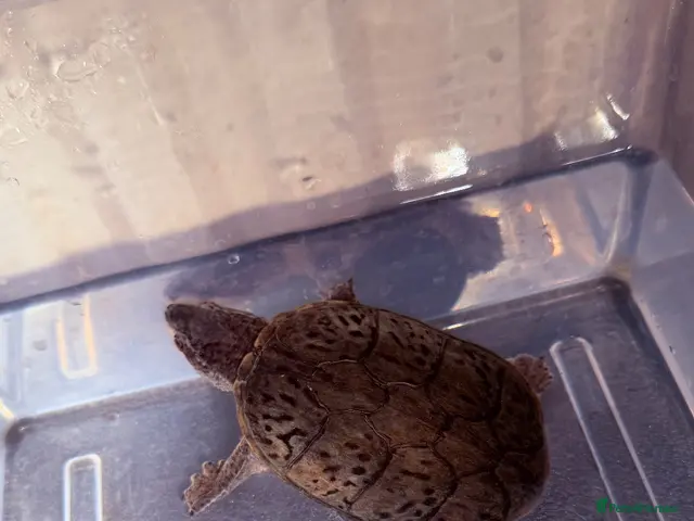 Turtle reptiles for sale: 2 male Turtles - Advert 1