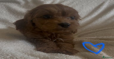 Cavapoo dogs - Advert 15