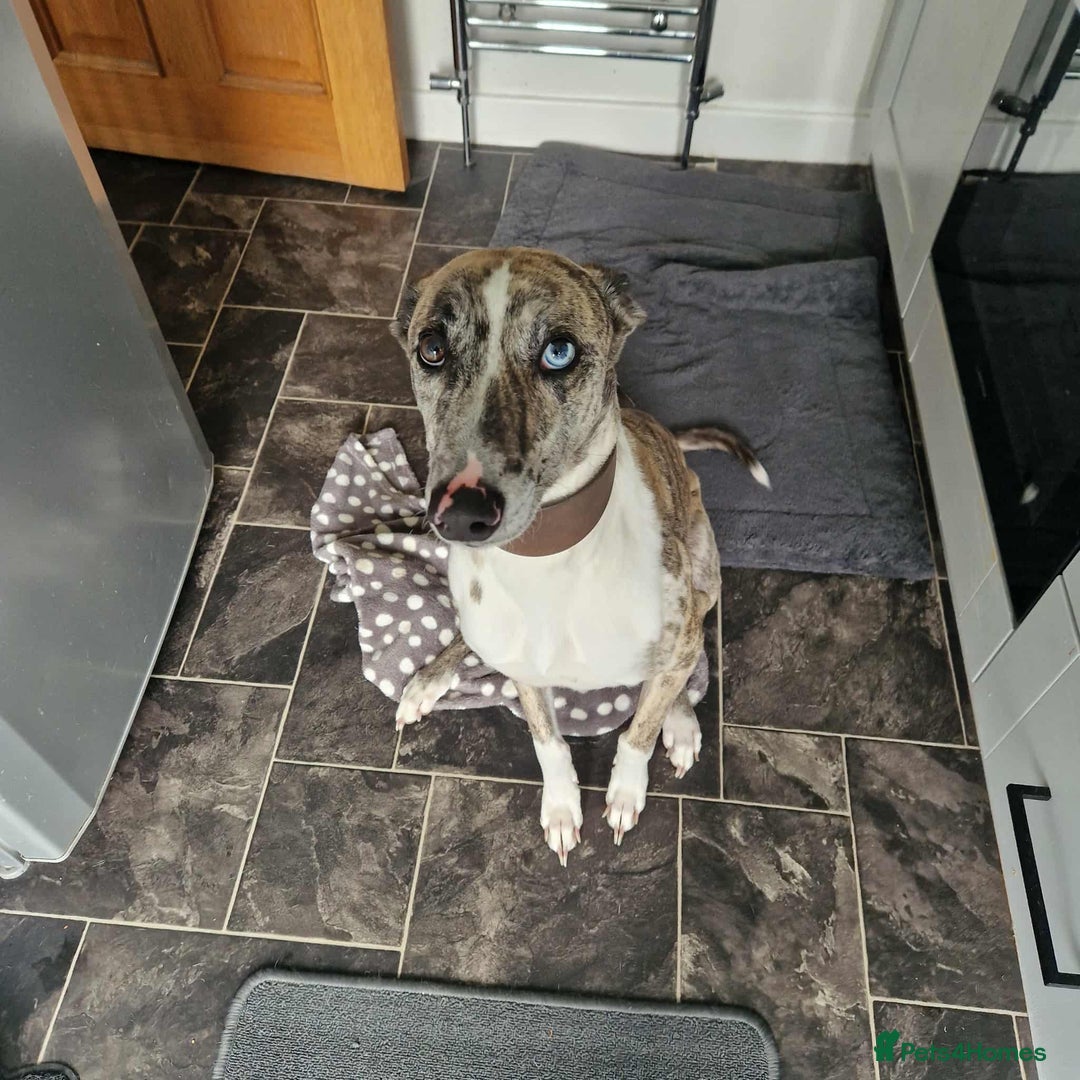 Mixed Breed dogs for sale: 4 year old Male Lurcher cross Collie Greyhound - Image 2