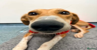 Mixed Breed dogs Hector needs a loving home  - Advert 10