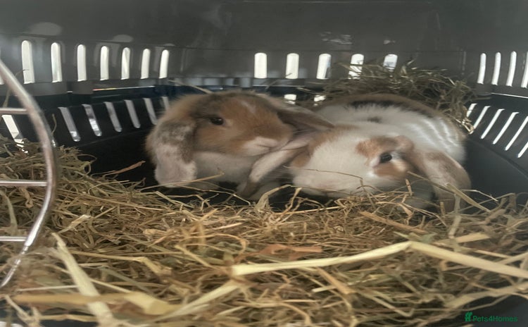Mixed Breed rabbits - Advert 2