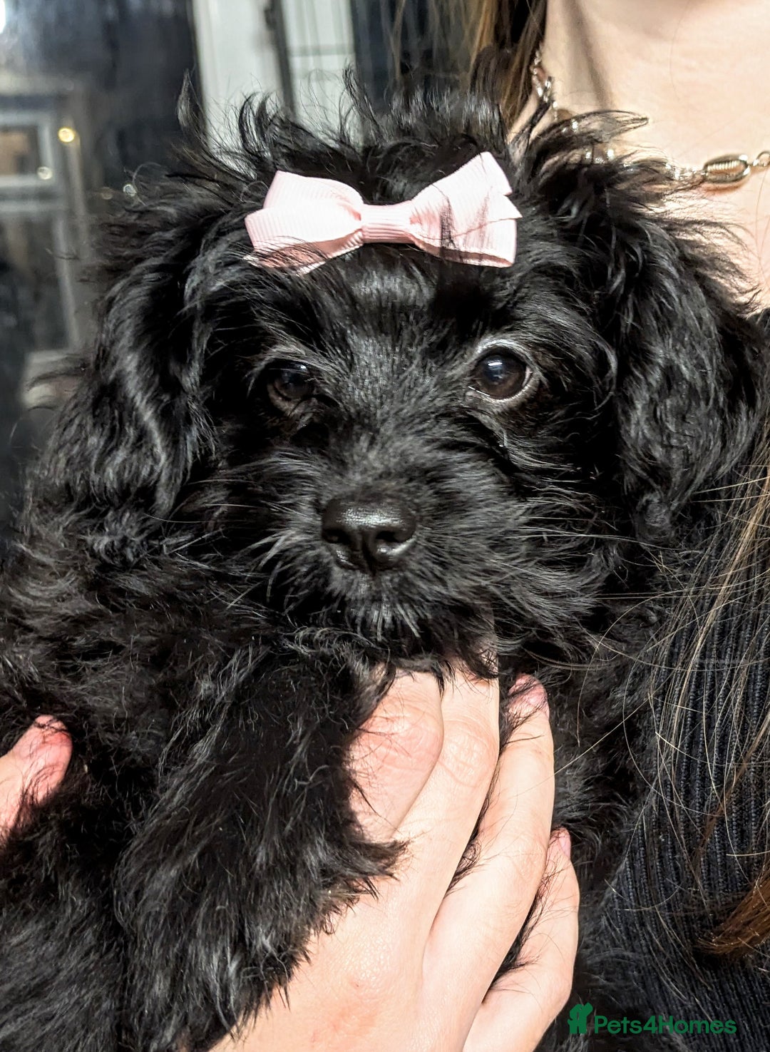 Pomapoo dogs for sale: Gorgeous Pomapoo puppies, 1st vaccination  - Advert 15