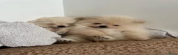 Pomeranian dogs for sale: Beautiful Pomeranian Puppy  - Advert 3