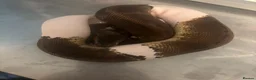Python Snake reptiles for sale: Mixed Ball Python Sale - Advert 7