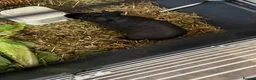 Guinea Pig rodents for sale: Beautiful skinny pig  - Advert 1