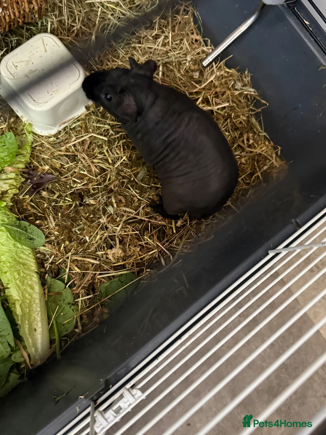 Guinea Pig rodents for sale: Beautiful skinny pig  - Advert 1