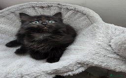 Mixed Breed cats for sale: 5 Kittens for sale - Image 12