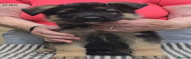 German Shepherd 3