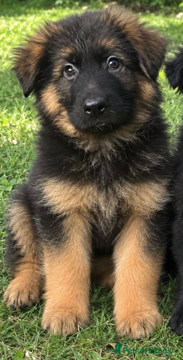 German Shepherd dogs  beautiful longcoat  gsd puppies - Advert 2