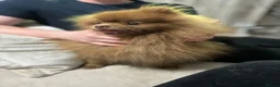 Pomeranian dogs for sale: Chocolate lilac Pomeranian male in Sheffield - Advert 3