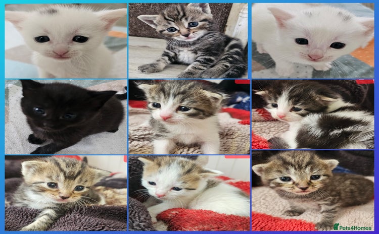 Mixed Breed cats - Advert 1